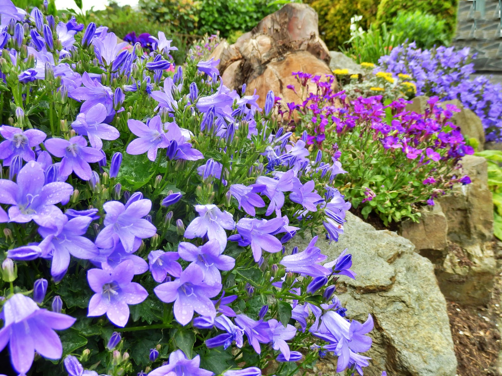 Mike's Cornwall 15 Photos of Flowers in Cornwall, England