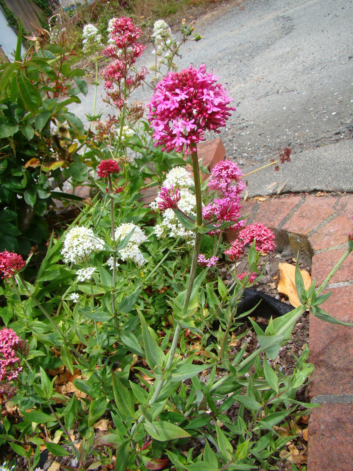 Leaves of Plants Red Valerian