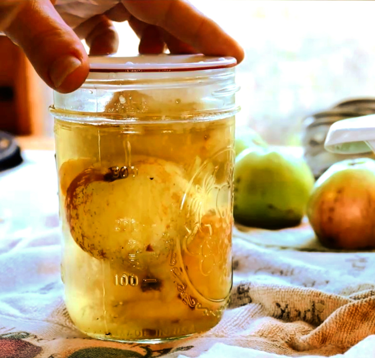 How to Use Harvest Guard Reusable Canning Lids (with Video) Proverbs