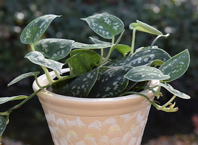 Philodendron Silver hanging plant