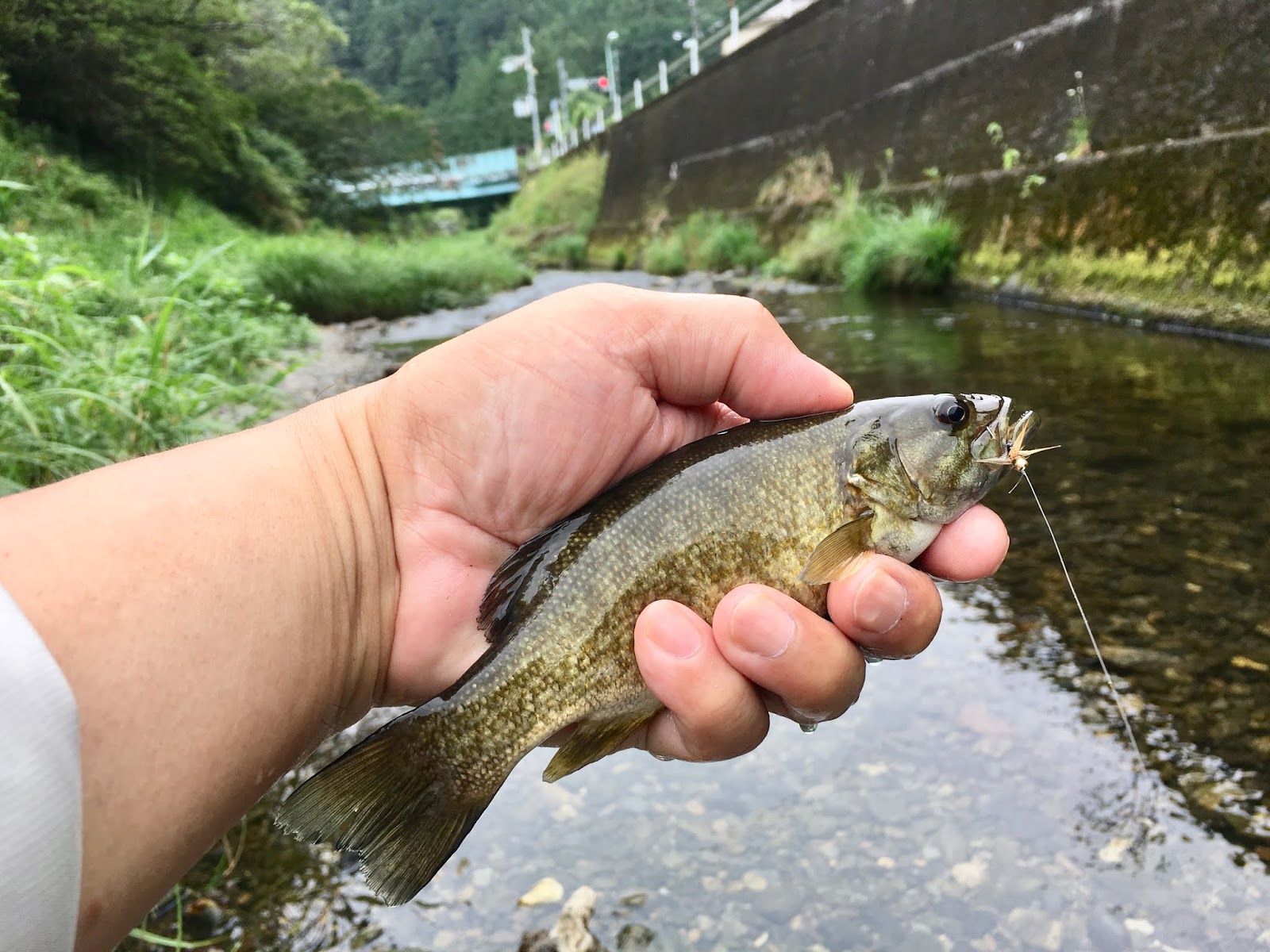 都下の成木川でバスを釣る 名栗川の釣り 里川のテンカラ釣り Tenkaratrain