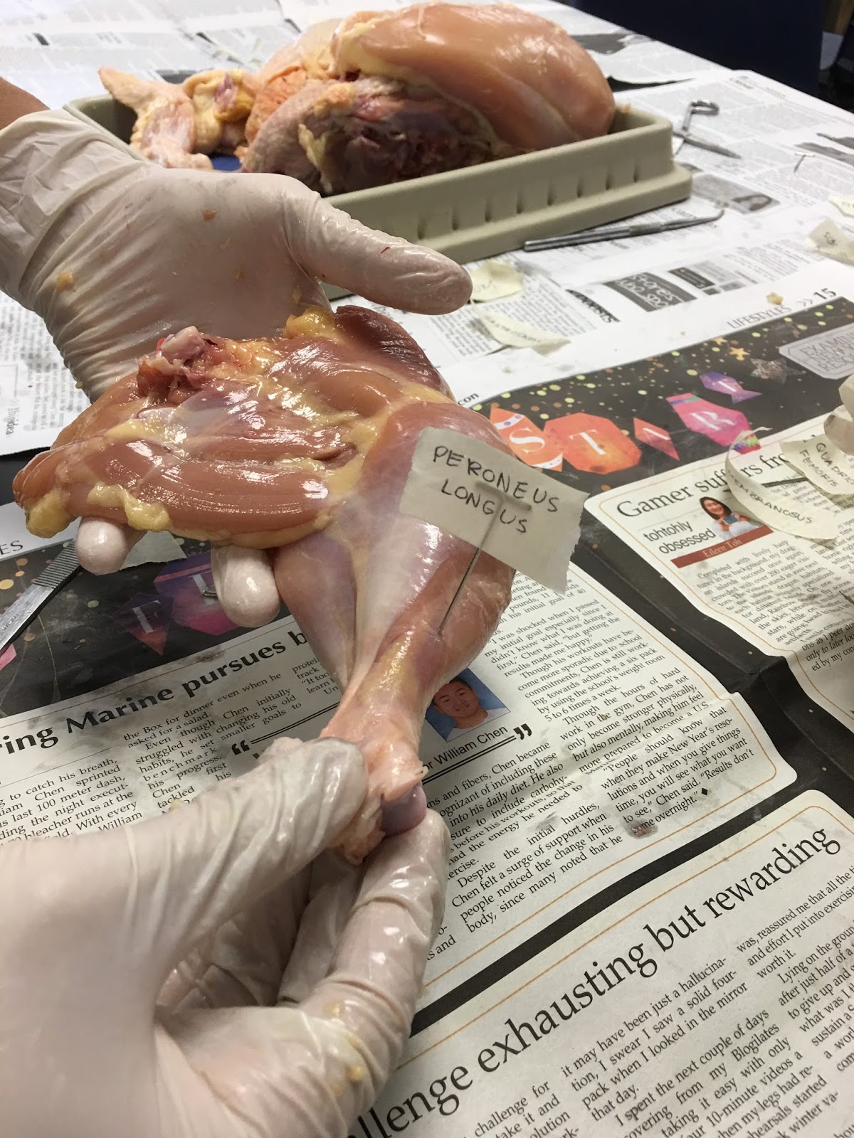 Shreya's Anatomy and Physiology Blog: Chicken Dissection Lab