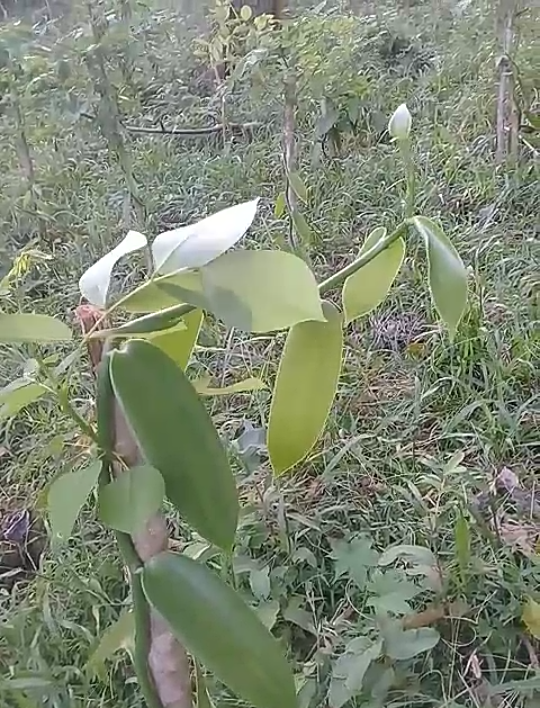 Petani vanili Cara menanam vanili agar cepat berbuah dan