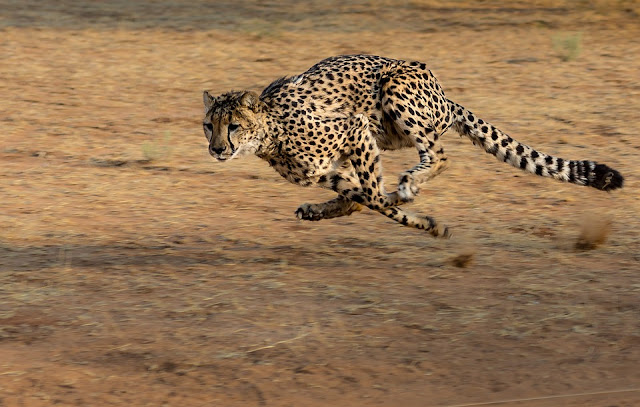 Wildlife, Mammals Animals, Cheetah, 