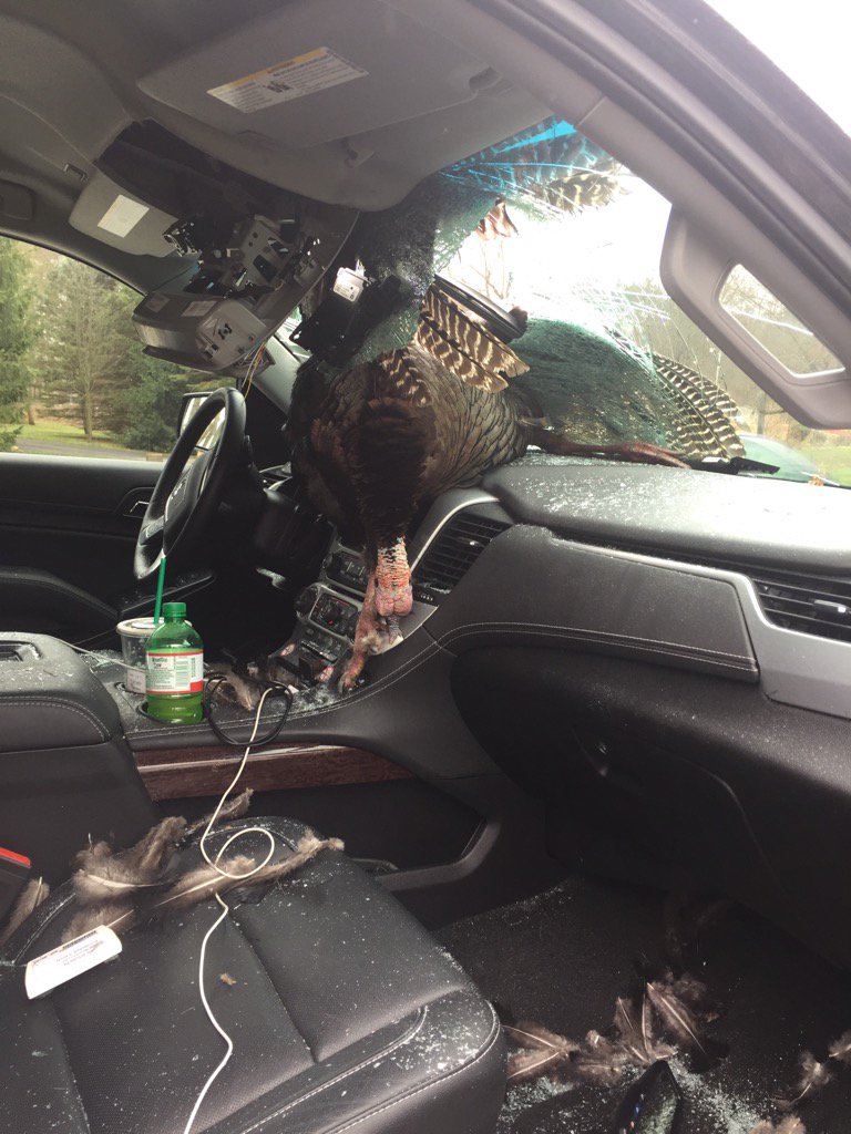 MEC&F Expert Engineers Brave turkey killed by reckless New Jersey
