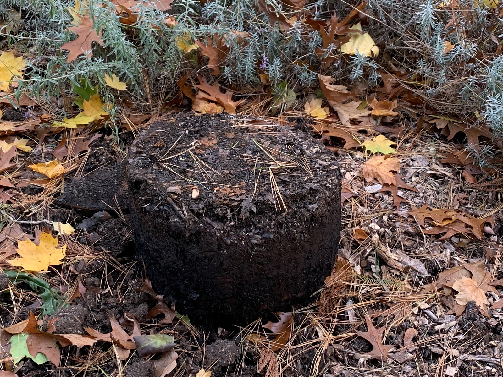 Shoreline Area News Name That Flower It Wasn T A Flower