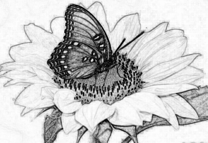 A sunflower and a butterfly ~ Elena reviews
