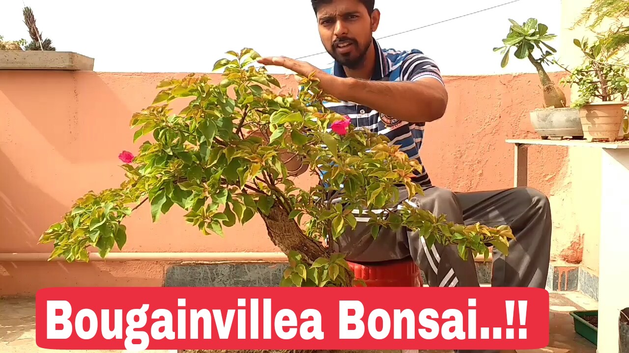 How To Make Bougainvillea Bonsai The One Page