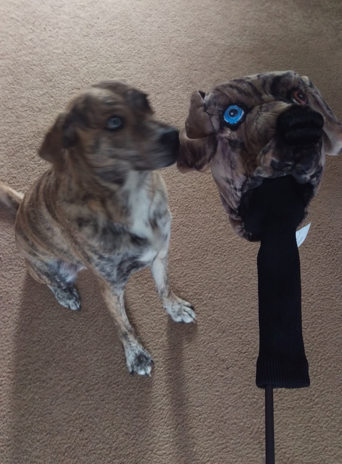 Custom Golf headcovers and puppets GOLF headcoverCustom Dog portrait