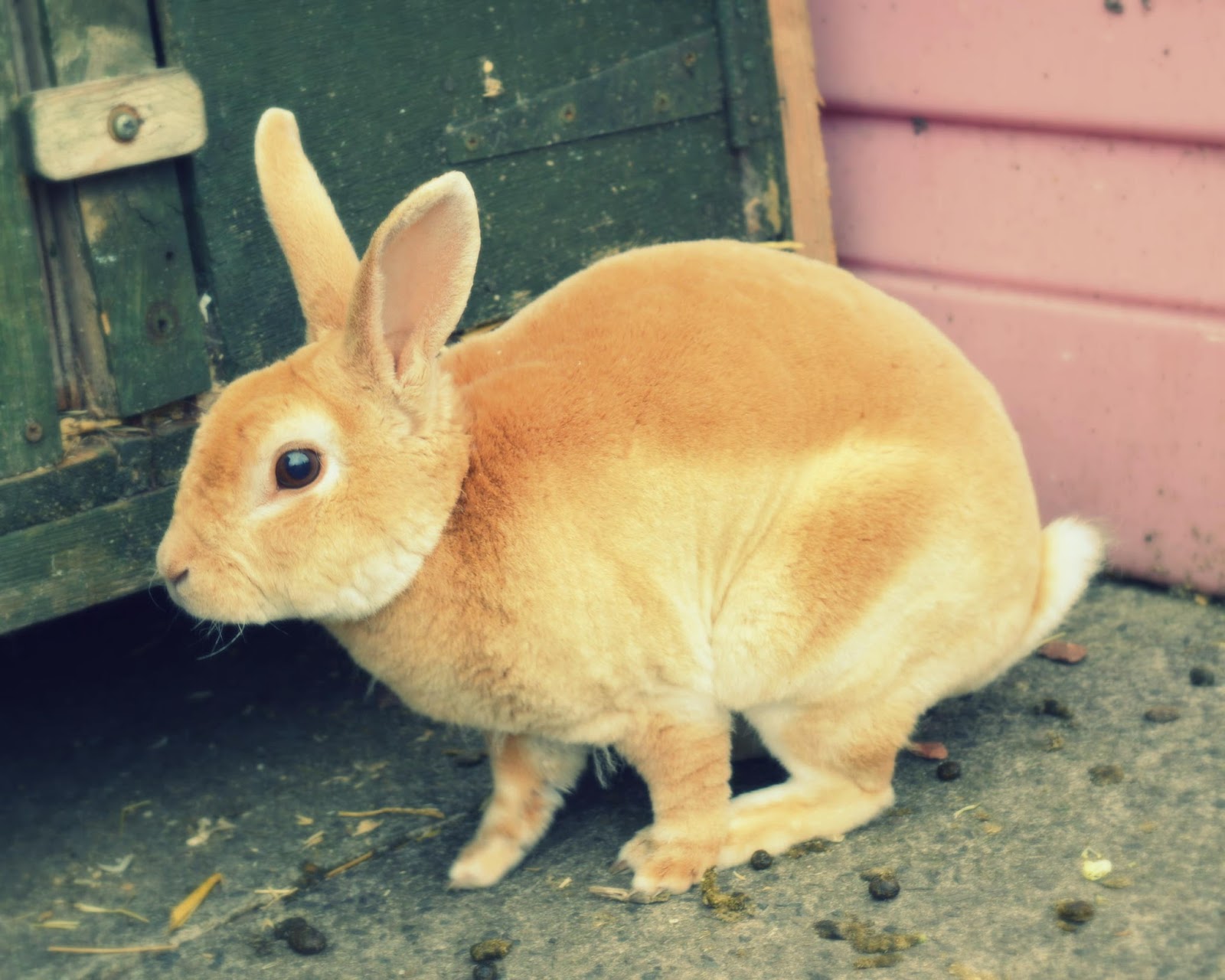 Bunny Blonde: BUNNIES