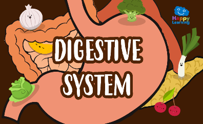 https://happylearning.tv/en/word-search-digestive-system/
