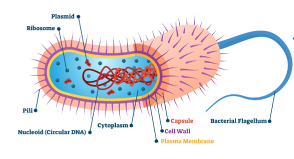 structures of bacteria