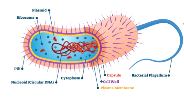 Bacteria Cell Structure | MooMooMath and Science