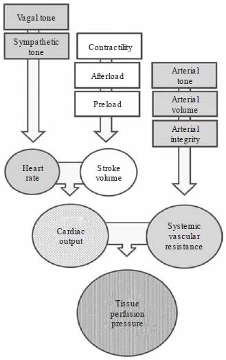 determinants of myocardial performance