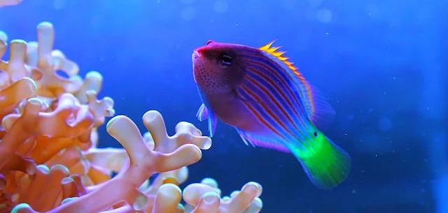 Gambar Ikan Six Line Wrasse - Budidaya Ikan