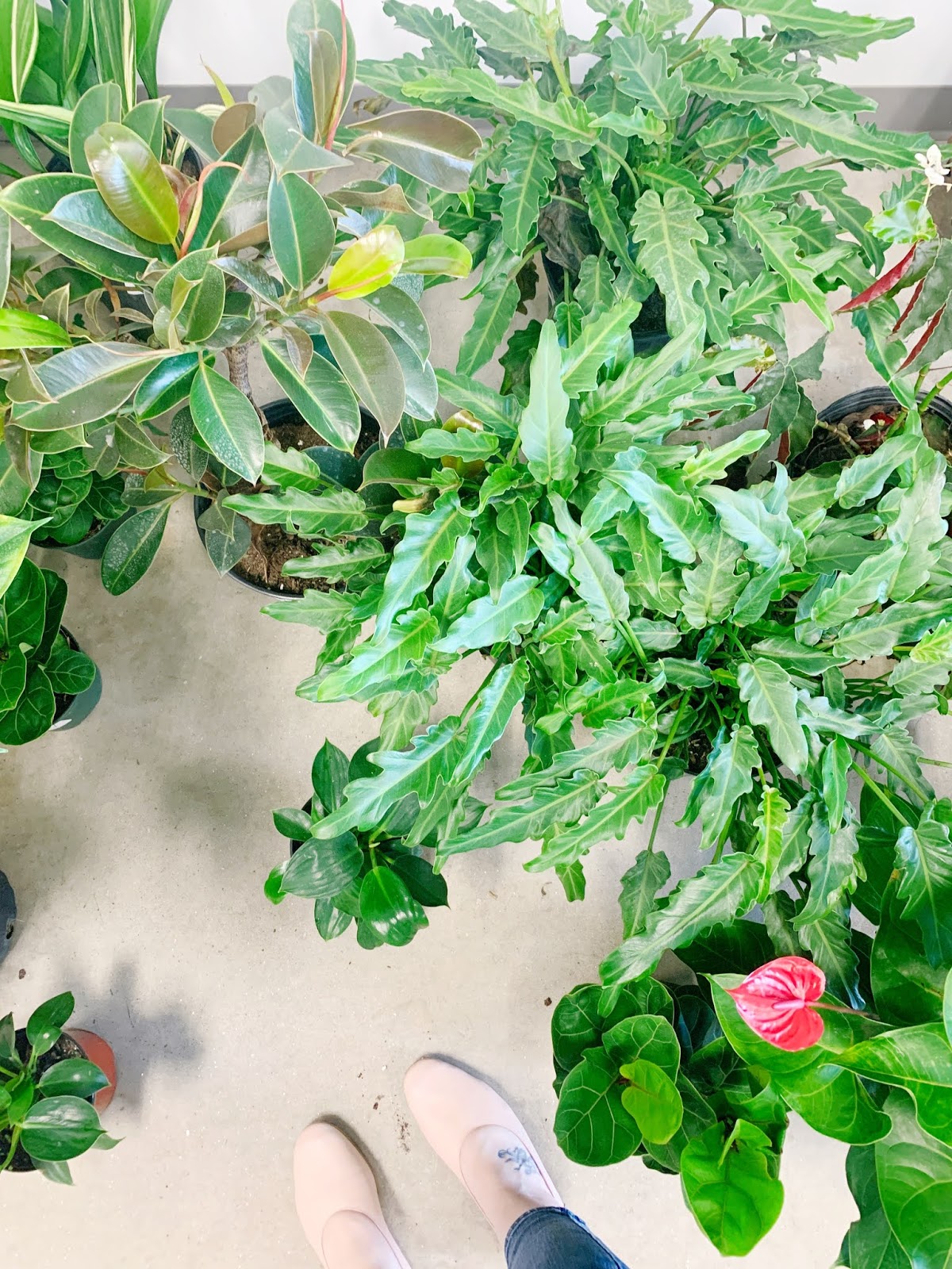 My Favorite New BlackOwned Plant Shop in AtlantaArea A