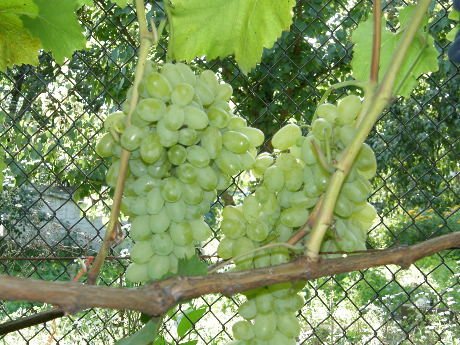 Виноград лора описание сорта фото отзывы Виноград лора описание сорта фото отзывы