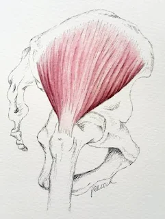 Gluteue medius muscle in human body