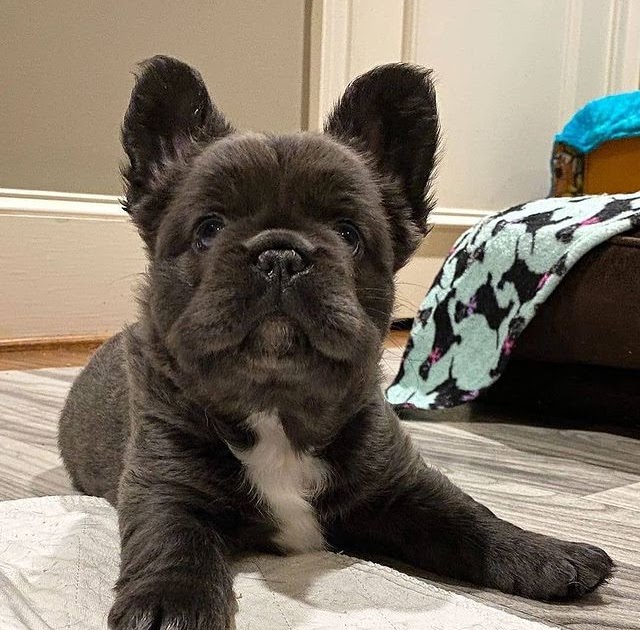 What To Ask And Where To Buy French Bulldogs? +16122171167