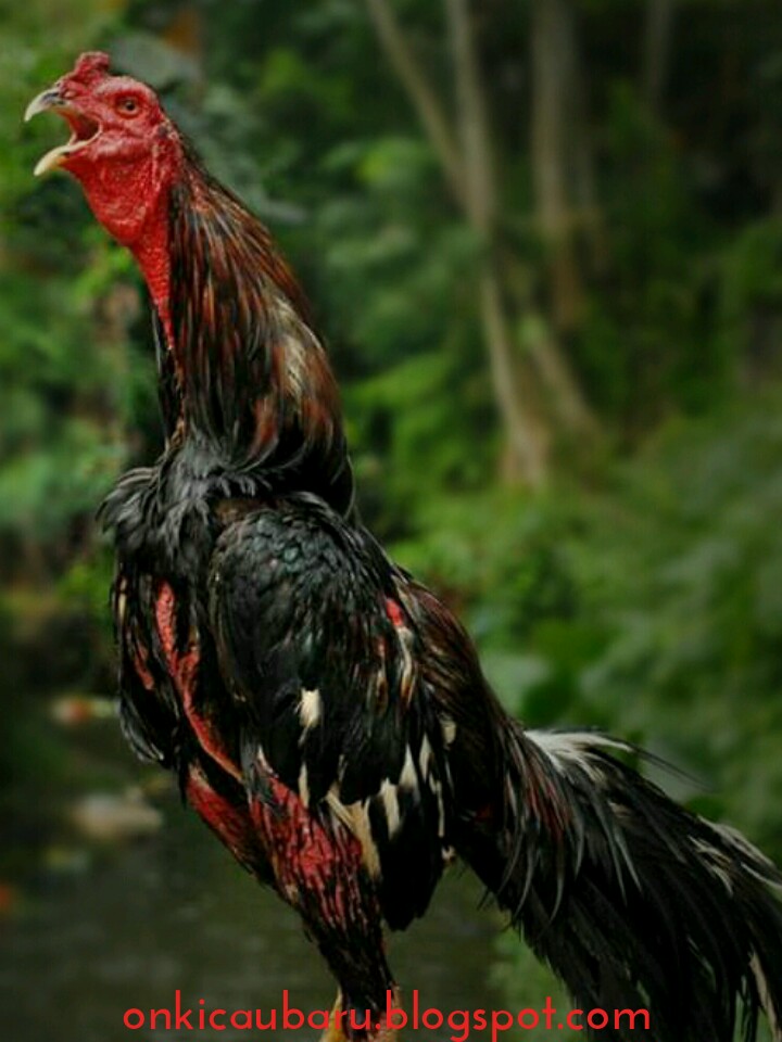 Tips perawatan Ayam Bangkok saat musim hujan