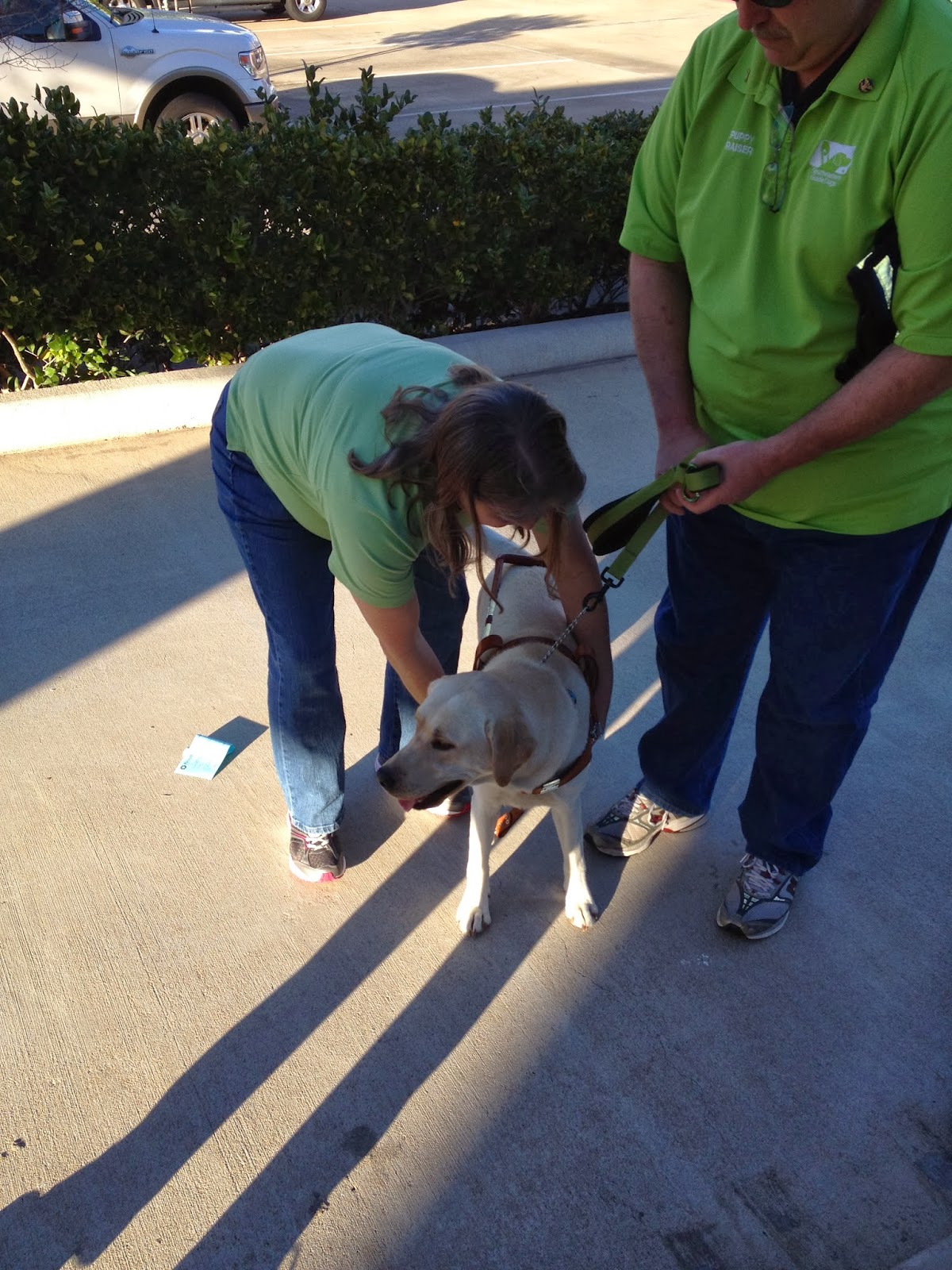 Canine Caper Checking out the Guide Dog harness