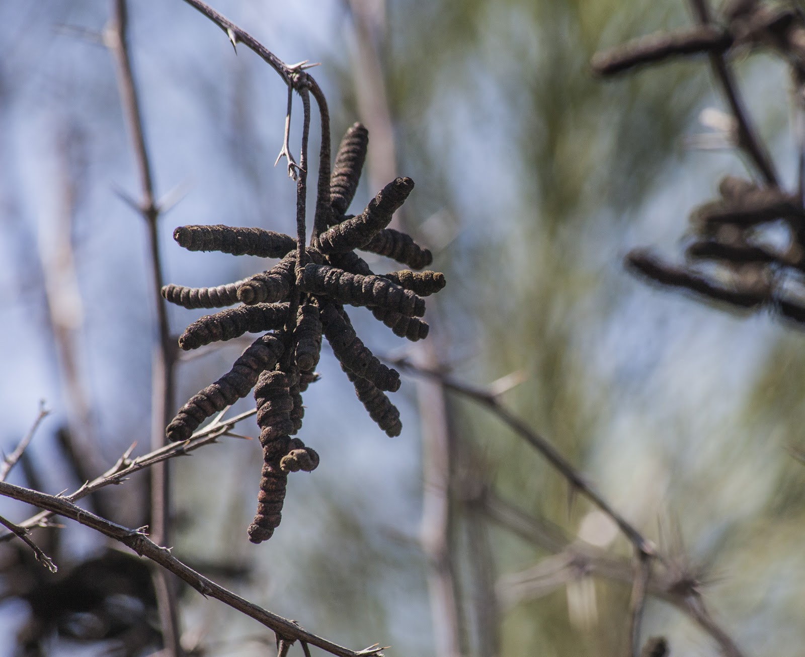 Walking Arizona Strange Seeds