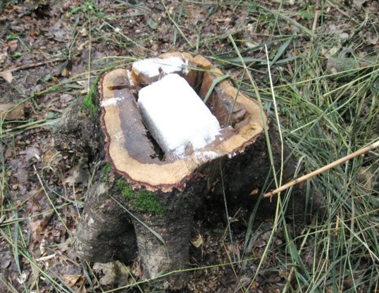 Охота на сибирскую косулю на солонцах. Фото косули из окна. Как приманить косулю. Солонец для косули. Ручная косуля.