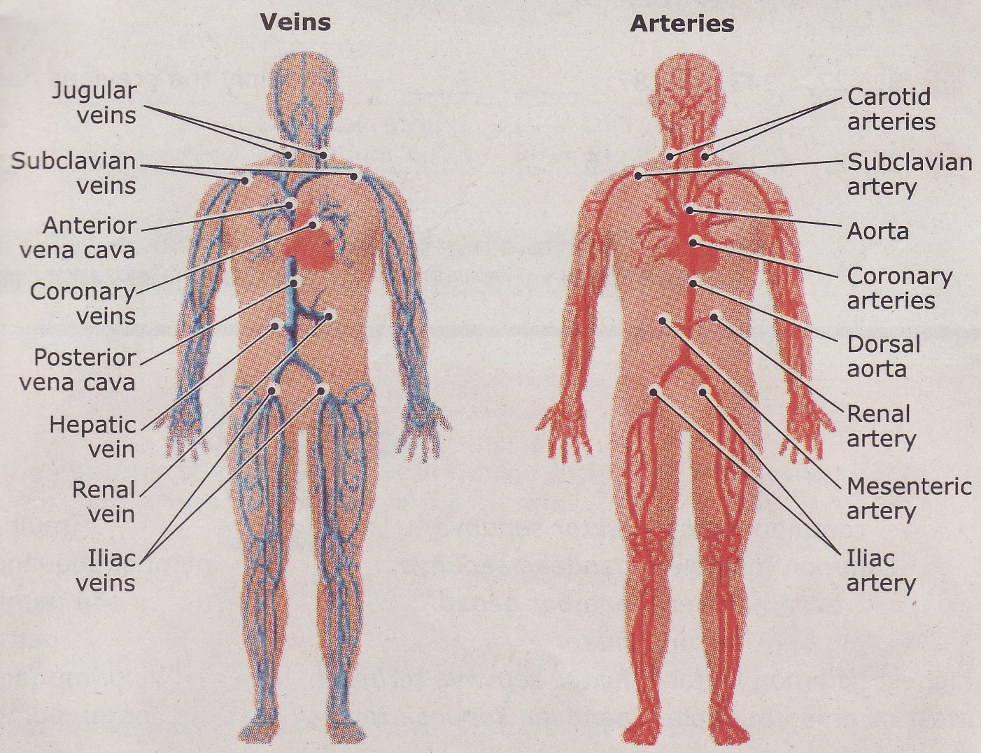 cikgu-naza-science-form-3-blood-vessels-and-their-functions