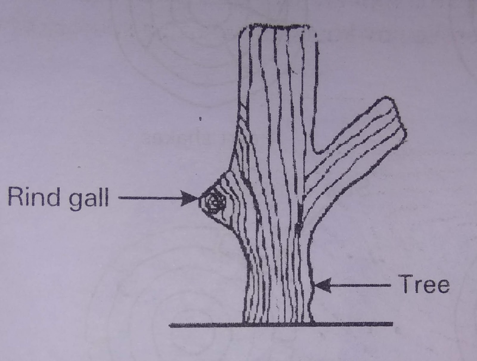Defects of timber Decay Of Timber Prevention Civil learners