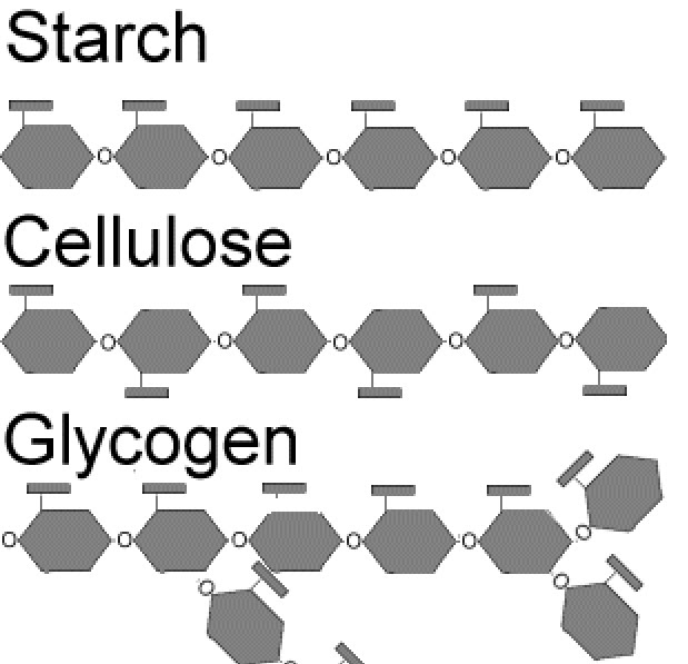Student Study Notes STPM Biology Biological Molecule Part 5