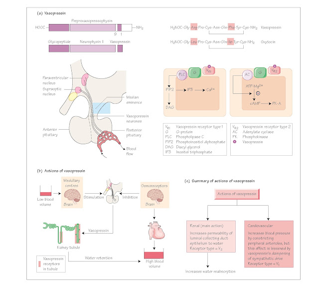 Physiological actions of vasopressin Kidney