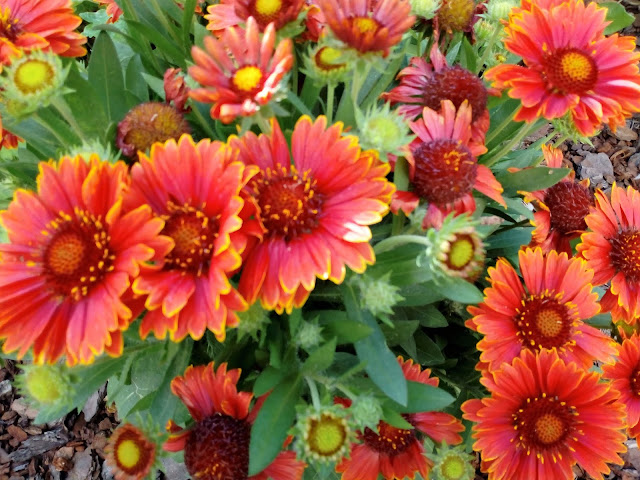 Gallardia (Gaillardia aristata Pursh.).