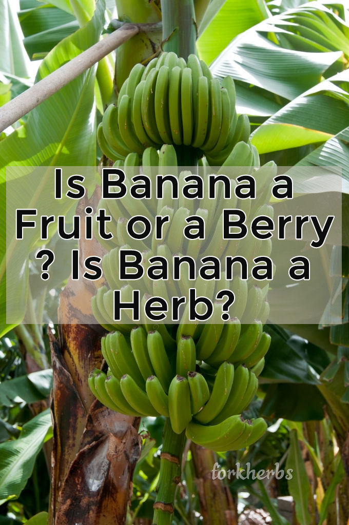 Is Banana a Fruit or a Berry Is Banana a Herb