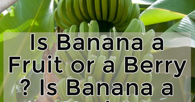 Is Banana a Fruit or a Berry | Is Banana a Herb