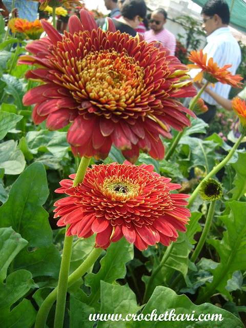 Ahmedabad flower show