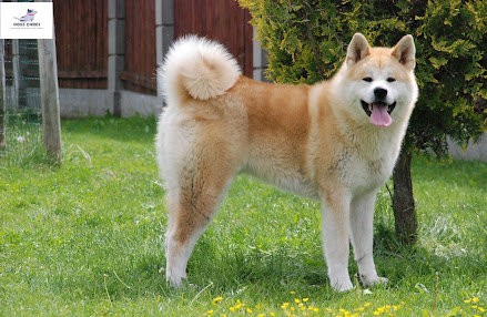 Akita dog breed pictures