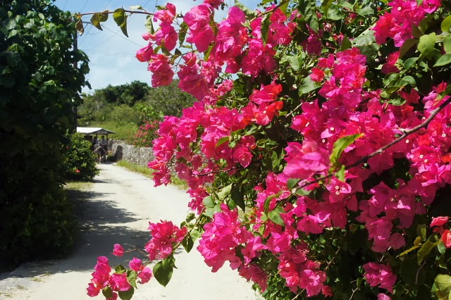 宮古島の癒し 八重山の刺激 沖縄をイメージさせる花 ブーゲンビリア