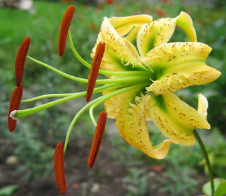 Lilium henryi çiçeği, Bir çenekliler dalında, Liliales takımı üyesi.