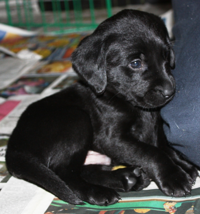 Camilla's Dog Blogg Labrador valparna ღ