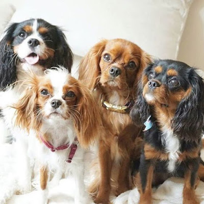 Cavalier King Charles Spaniel behaviour