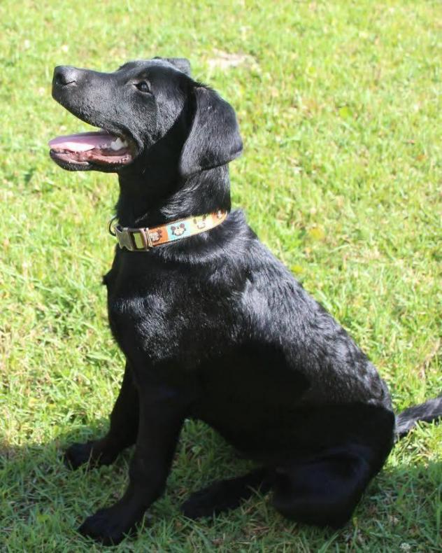 Adoption Monday Walker, Black Labrador Retriever Mix, Southington, CT Dawg Business It's