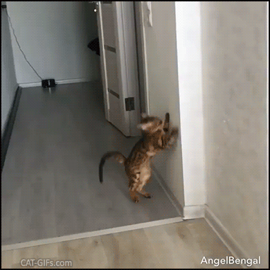 Crazy Cat GIF • Parkour Mode activated. ‘Angel’ Cat is an acrobat kitty such a great jumper Crazy Cat GIF • Parkour Mode activated. ‘Angel’ Cat is an acrobat kitty such a great jumper