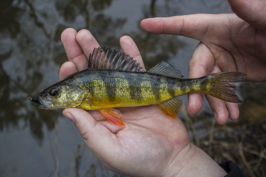 Yellow perch at Cumberland Mountain State Park