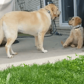 엄마한테 혼나는 댕댕이