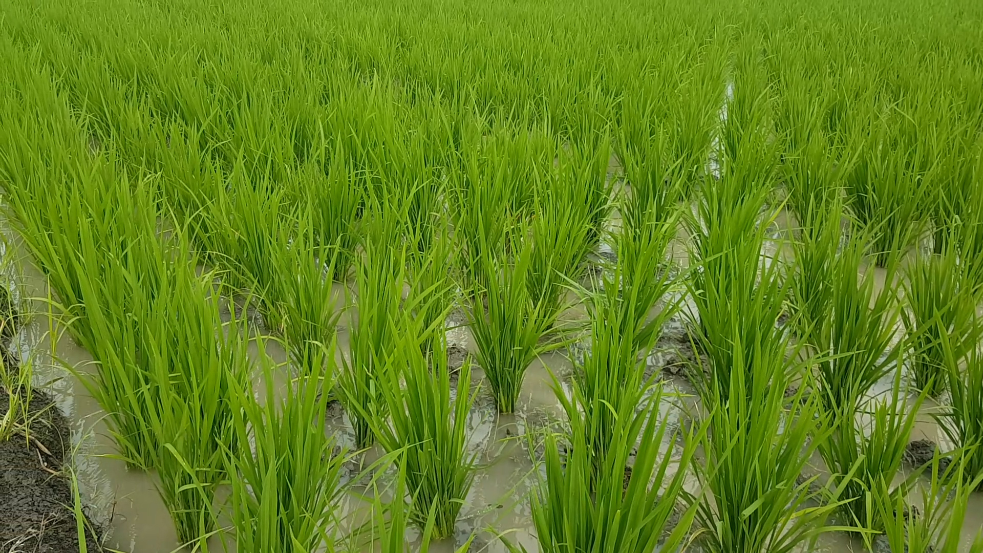 Cara Agar Anakan Padi Bisa Banyak dan Maksimal