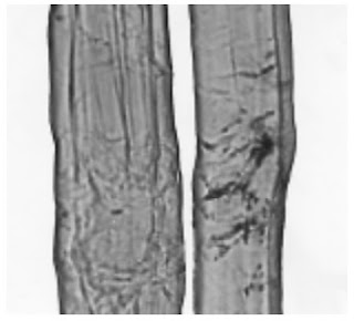 Longitudinal-View-500X-Ramie-fibre