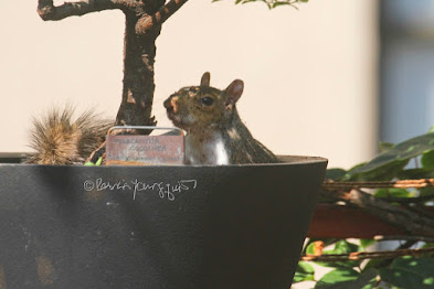 This is a photograph features another view of the squirrel sitting in the container that is housing a shrub in my rooftop garden. My garden is the setting for my three volume book series, "Words In Our Beak."  (Info re the books is within a post on my blog @ https://www.thelastleafgardener.com/2018/10/one-sheet-book-series-info.html). Squirrels are not featured in  these books, but I have published info re them within other entries on this blog (@ https://www.thelastleafgardener.com/search?q=Squirrels).
