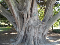 Large Monterey cypress tree - Christchurch Botanic Gardens, New Zealand