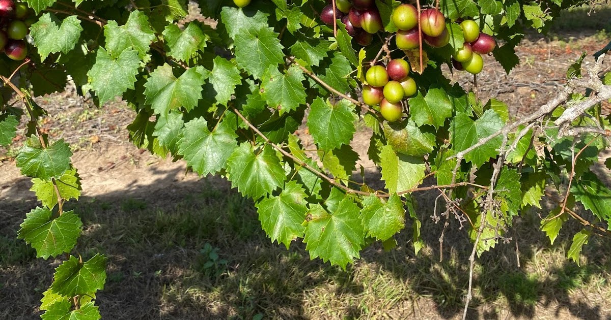 Eat Local Tallahassee Muscadine Grape Jelly