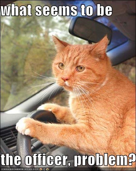 funny cute animals driving with funny - ONLINE NEWS ICON